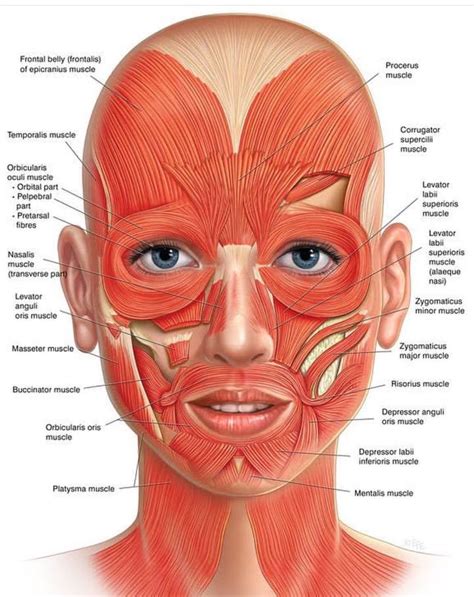 Know your face Do you know that you have 57 muscles in your face? Just like yoga tones and ...