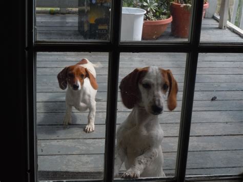 Piebald mini dachshunds, white with brown spots, looking through the ...