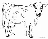 Cow Coloring Pages For Adults At GetColoringscom  Free printable sketch template