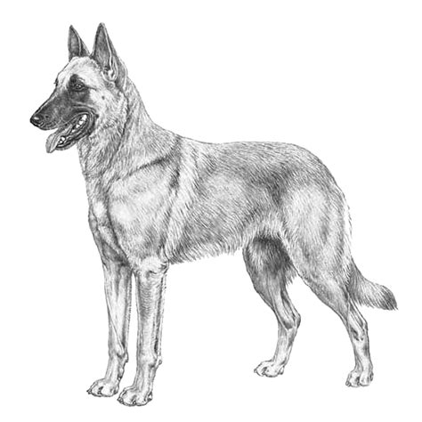 how to draw a belgian malinois - babyweddingoutfitboybeach