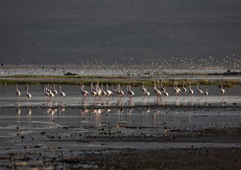 Flamingos, Lake Abbe, Djibouti | Lake Abbe is a salt lake, l… | Flickr