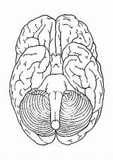 Brain Diagram Coloring Page Sketch sketch template