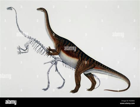 Skeleton of dinosaur massospondylus carinatus hi-res stock photography and images - Alamy