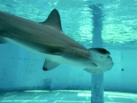 Meet the Aquarium’s New Hammerhead Shark | Aquarium News | Aquarium of the Pacific