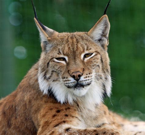 Bobcat Or Lynx | Cat care, Pets cats, Cats