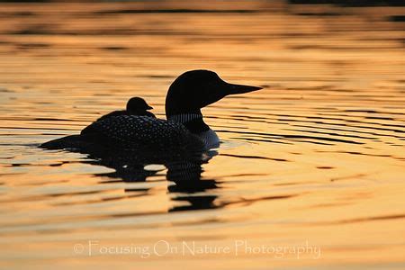 Loon sunset silhouette | Rene Herteux | Flickr