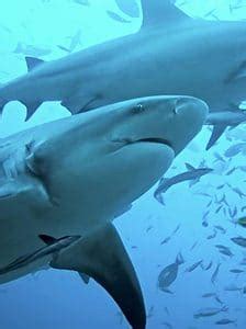 Dolphin Predators: These 6 Animals Kill and Eat Dolphins - A-Z Animals