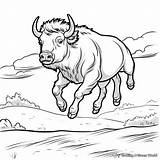 Bison Coloring Pages  Free & Printable sketch template