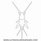 Cricket Coloring Pages For Kids  Free To Print sketch template