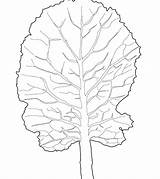 Lettuce Coloring Page At GetColoringscom  Free printable Colorings sketch template