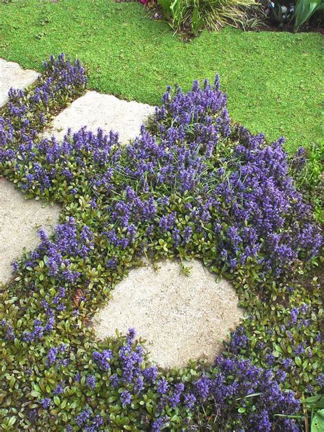 67 best Ajuga Ajuga Ajuga images on Pinterest | Shade garden, Backyard ...