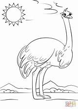 Ostrich Coloring Template sketch template