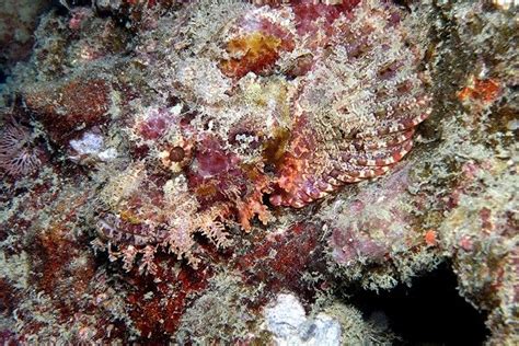 False Stonefish Camouflage | Camouflage, Animal kingdom, Animals