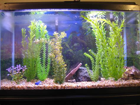 fish tank | Rabbit Style News