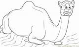 Sitting Camel Coloring Page  Free Pages sketch template