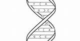 Dna And Rna Coloring Activity Pages sketch template