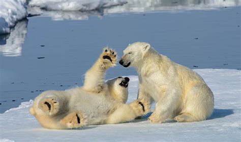 Polar bears caught playing in the snow in the Artic Circle | Nature | News | Express.co.uk