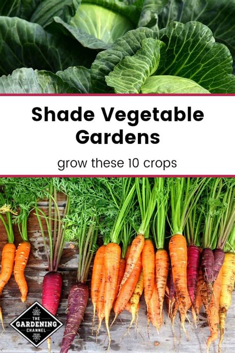 Shade Vegetables: Try These 10 Options! - Gardening Channel