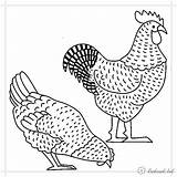 Hen And Rooster Free Coloring Pages Online Print sketch template