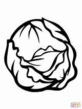 Cabbage Clipart Drawing Coloring Pages Vegetable Vegetables Kids Clip  sketch template