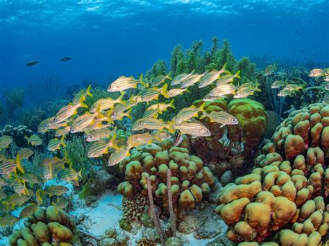 Schooling Fish on Fringing Coral Reef in Bonaire, Caribbean Netherlands ...