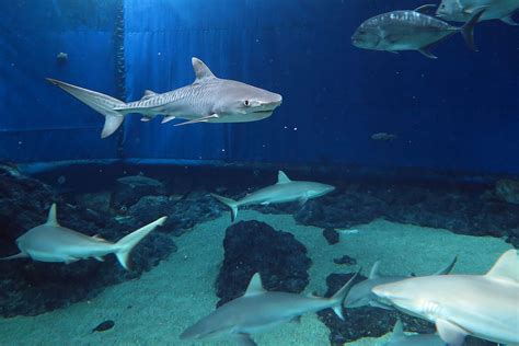 SHARK DIVE MAUI at The Maui Ocean Center - Blaze Anderson