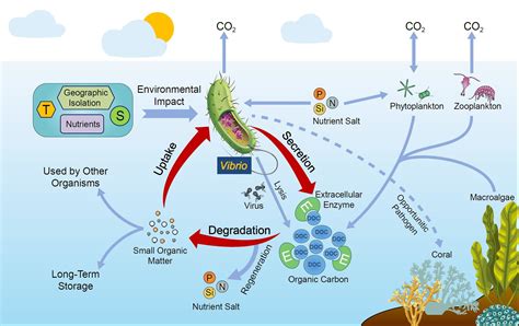 Scientists propose that vibrios have significant roles in marine organic carbon cycle