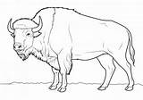 Buffalo — Coloring Pages Free & Printable sketch template