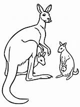 Wallaby Printable Coloring Page  Free Pages For Kids sketch template