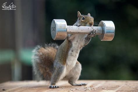 Buff Squirrel