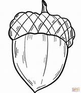 Acorn Coloring Sheets Printable Pages sketch template