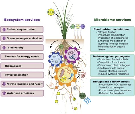 Managing Plant Microbiomes for Sustainable Biofuel Production | Phytobiomes Journal