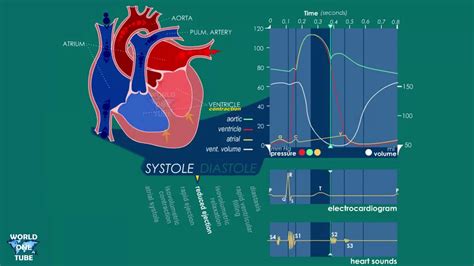 Wiggers Diagram Explained