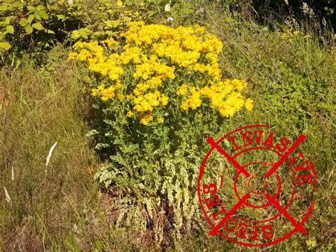 Tansy Ragwort – Salt Spring Conservancy