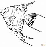Freshwater Angelfish Pterophyllum Scalare coloring Page  Free sketch template