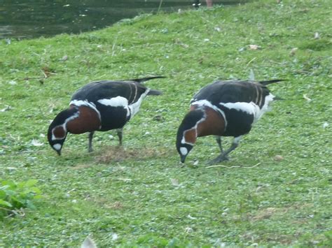 St.James Park Wildlife | Chloe Dunn | Flickr