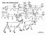 Woodland Caribou Coloring Pages sketch template