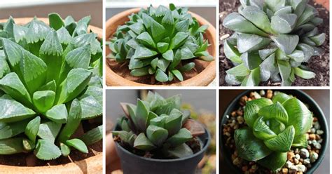 The Ultimate Guide To Caring For Haworthia Retusa: The Star Cactus