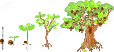 Oak life cycle. Plant growin from acorn to mature oak tree Stock Vector ...