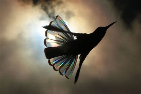 Il fotografo che trasforma le ali di colibrì in arcobaleni nel 2020 | Fotografo, Animali, Colibrì