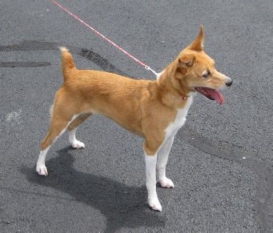 Adopt Allie - ADOPTED! on Petfinder | Dog adoption, Basenji dogs, Cute animals