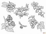 Berries coloring page  Free Printable Coloring Pages sketch template