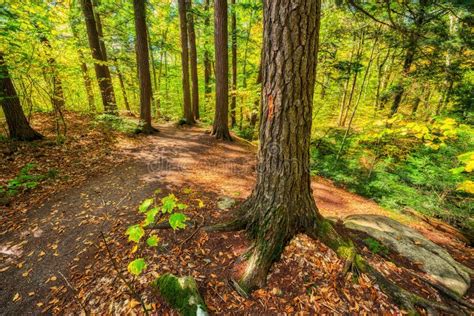 Autumn Forest Hiking Trail stock photo. Image of ground - 40969766