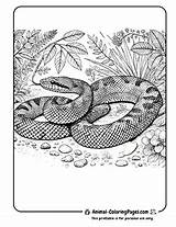 59 Snake Coloring Pages  Free Printable sketch template