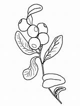 fruits blueberry coloring Pages  Natural Coloringpages sketch template