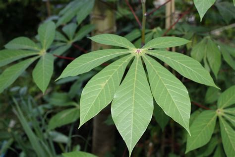 Unlocking the Potential of Cassava leaves and Cassava waste