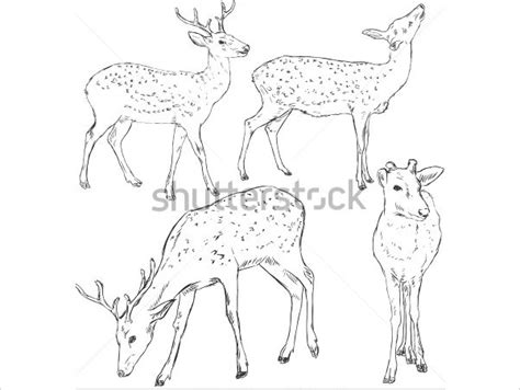 Deer Lying Down Drawing at GetDrawings | Free download