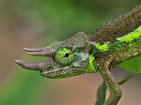 Jackson’s Chameleon Male – Focusing on Wildlife