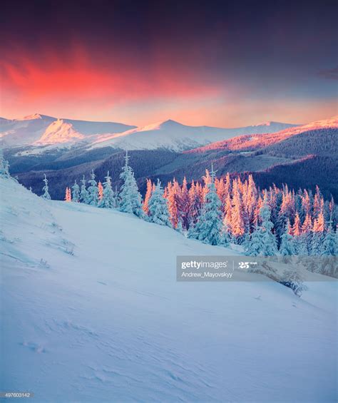 Colorful winter scene in the Carpathian mountains. Fir trees covered... | Winter scenes ...