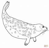 Seal coloring pages Download And Print For Free sketch template